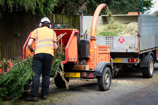 The Steps Involved in Our Tree Care Process in Wauconda, IL